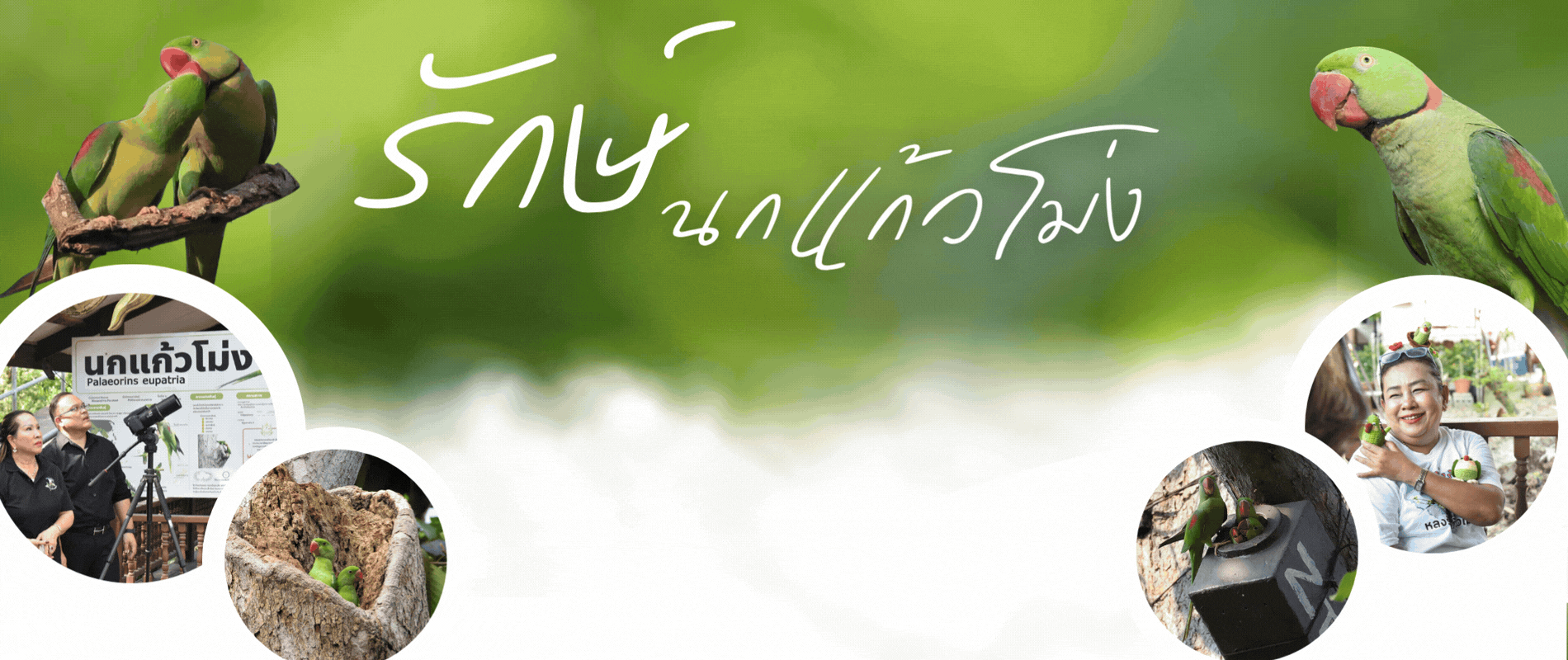 นกแก้วโม่ง