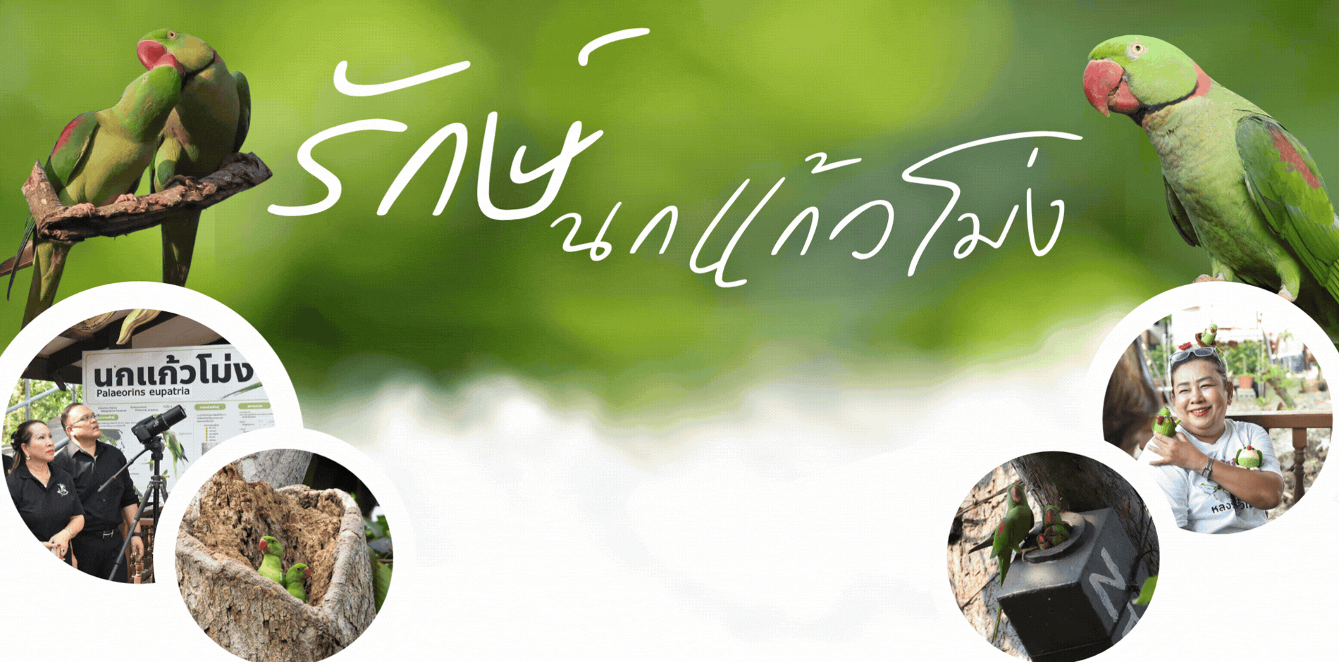 นกแก้วโม่ง